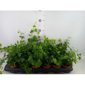 Hedera helix 'Wonder'