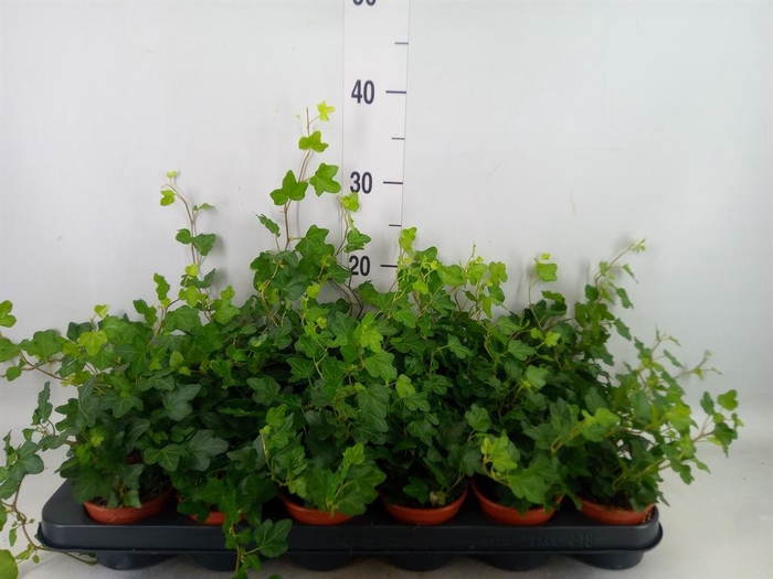<h4>Hedera helix 'Wonder'</h4>