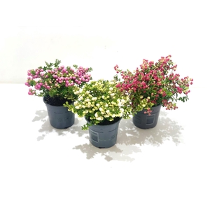 Gaultheria mucronata Mixtray