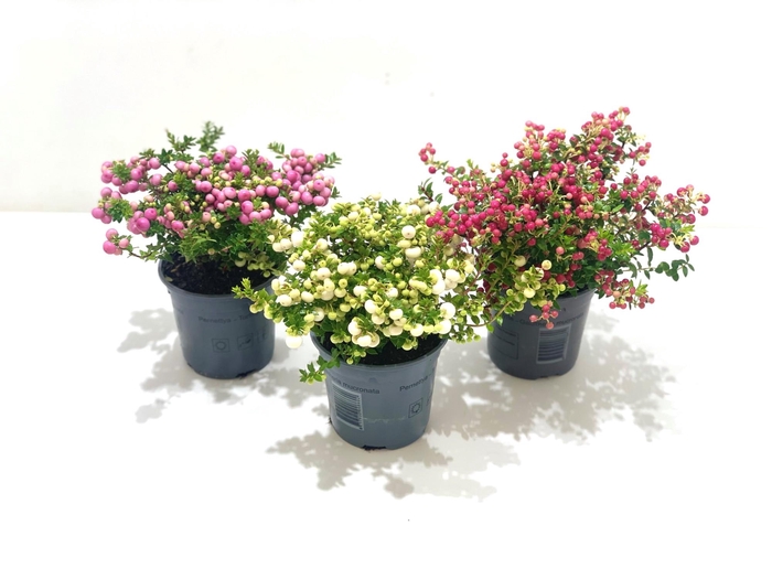 <h4>Gaultheria mucronata Mixtray</h4>