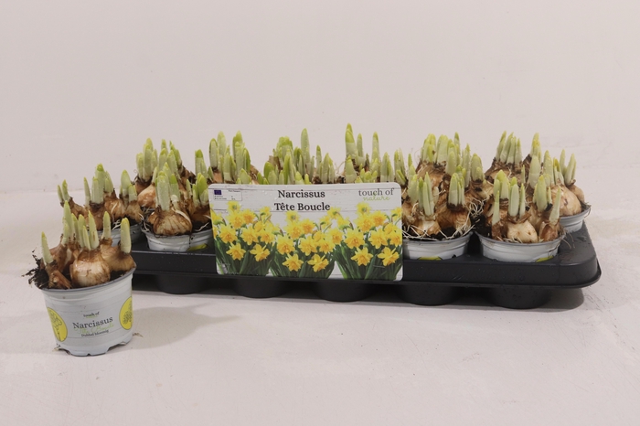 <h4>NARC D TETE BOUCLE</h4>