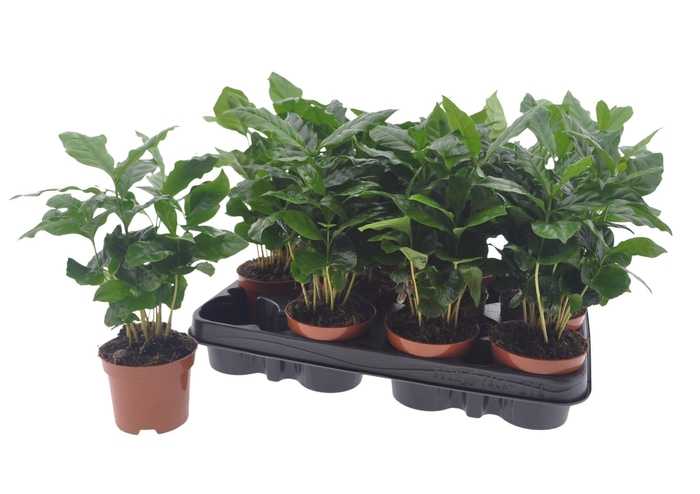 <h4>COFFEA ARABICA</h4>