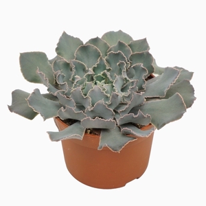 Echeveria