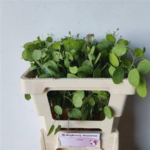 Lunaria