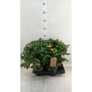 Solanum lycopersicum   ...