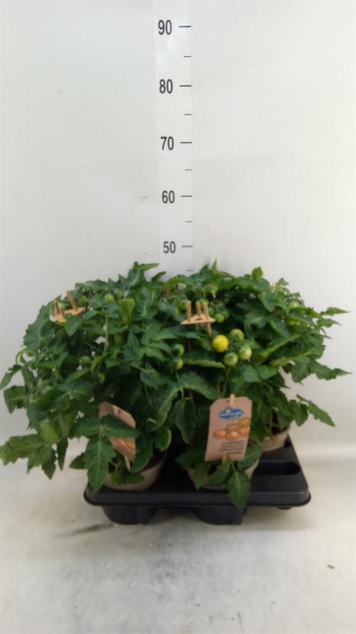 <h4>Solanum lycopersicum   ...</h4>