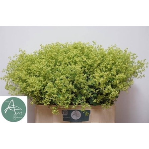 ALCHEM M ROBUSTICA