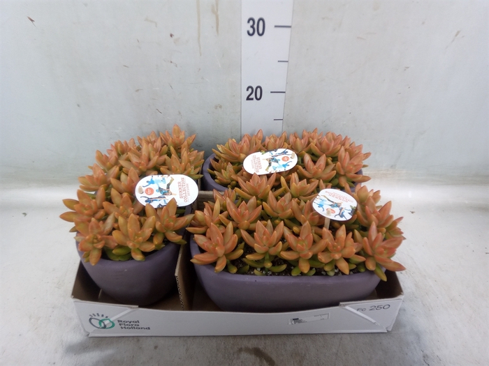 <h4>Sedum   ...</h4>