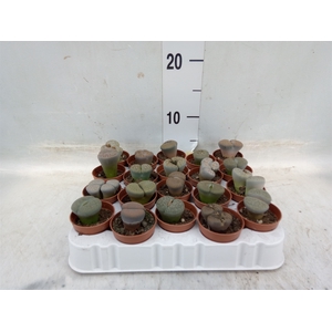 Lithops spp.