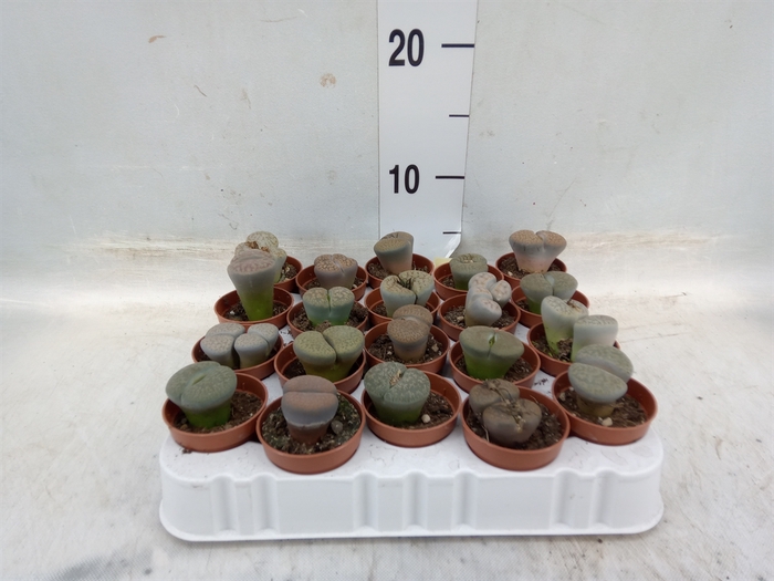 <h4>Lithops spp.</h4>