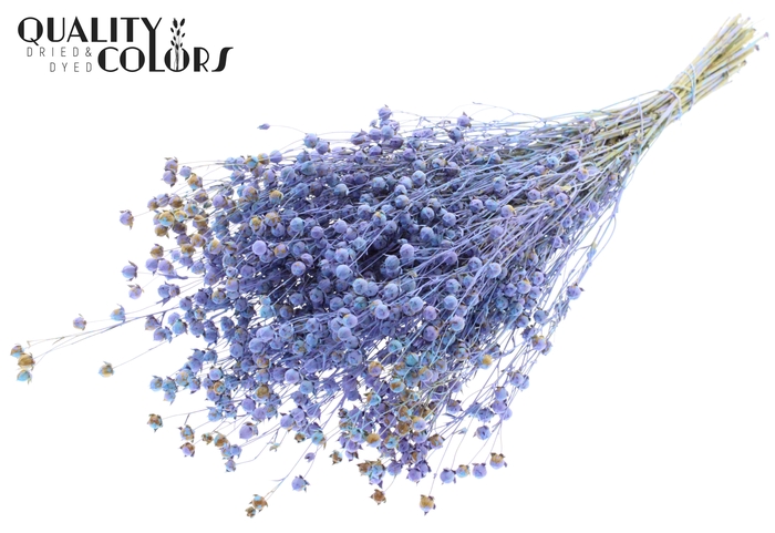 Lino Vlas p/bunch in poly Multicolour Light Blue