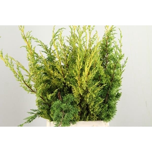 Conifeer Juniperus Geel Bs