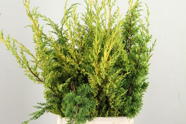 <h4>Conifeer Juniperus Geel Bs</h4>