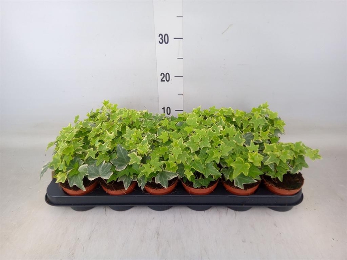 <h4>Hedera helix 'Eva'</h4>