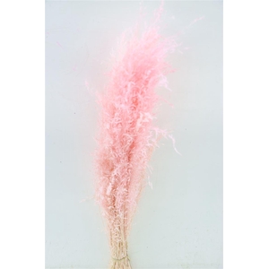 Dried Munni Grass L Pink Bunch
