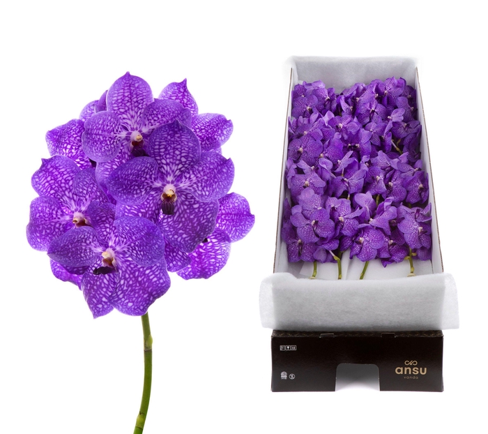 <h4>Vanda Violet Blue 83 X16</h4>