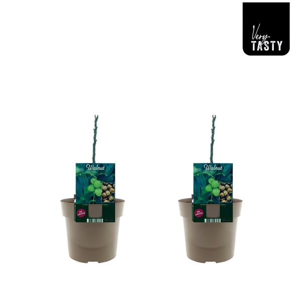 <h4>Juglans Regia</h4>