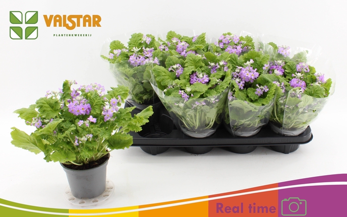 <h4>PRIM OB OVERIG</h4>