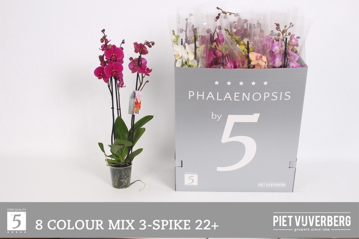 <h4>PHAL GEM 8 KL</h4>
