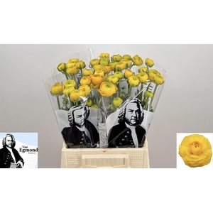RANUNCULUS  'AAZUR YELLOW'