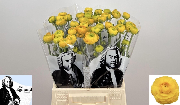 <h4>RANUNCULUS  'AAZUR YELLOW'</h4>