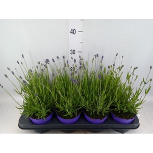 Lavandula angus. 'Essence Pure'