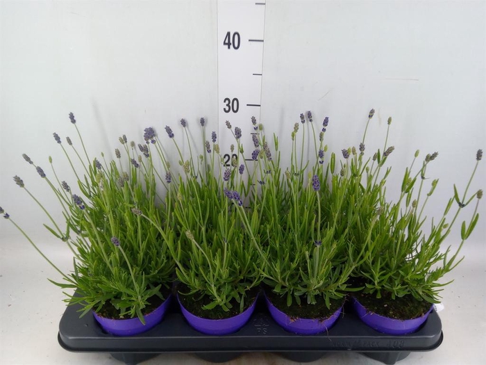 <h4>Lavandula angus. 'Essence Pure'</h4>