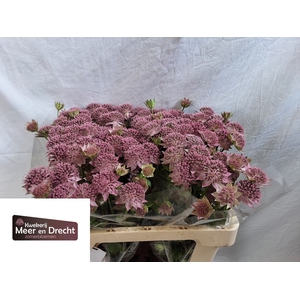 ASTR ROSEA