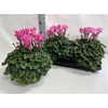 Cyclamen Xl Neon Flamed