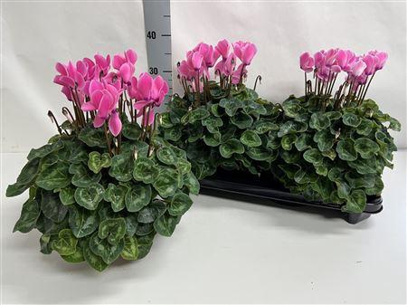 Cyclamen Xl Neon Flamed