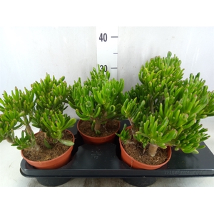 Crassula ovata 'Hobbit'