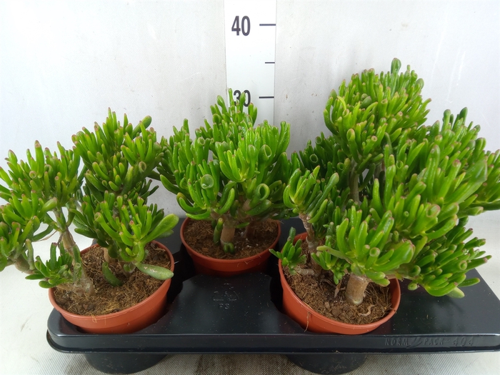 <h4>Crassula ovata 'Hobbit'</h4>