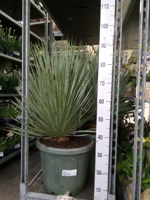 Yucca rostrata