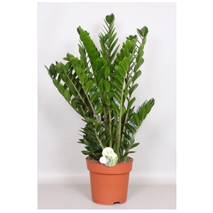 Zamioculcas zamiifolia