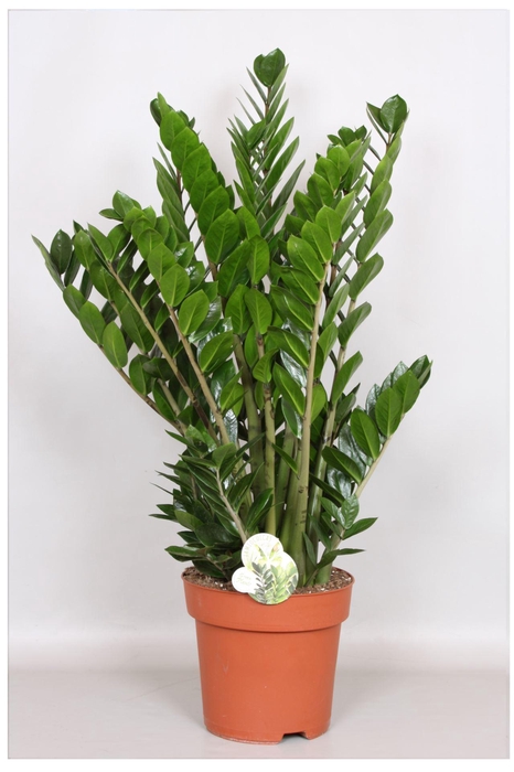 <h4>Zamioculcas zamiifolia</h4>
