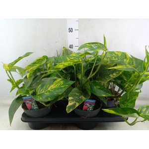 Epipremnum   ...