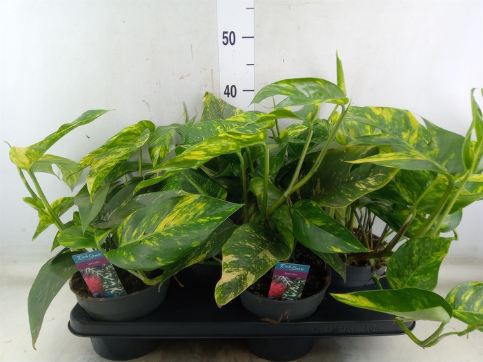 <h4>Epipremnum   ...</h4>
