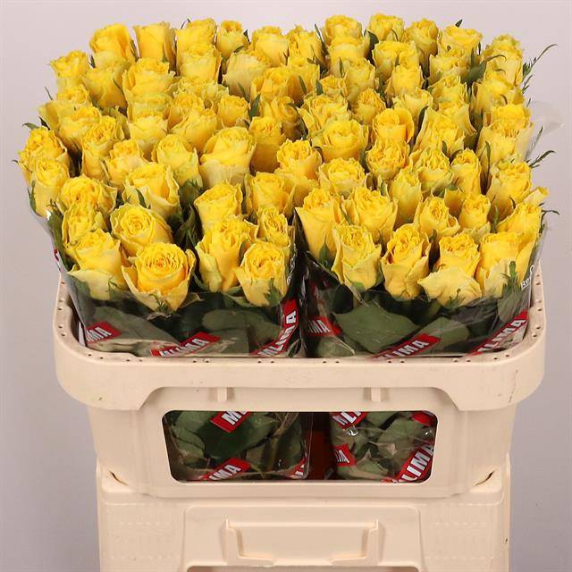 <h4>Rosa large good times</h4>
