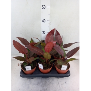 Philodendron   ...