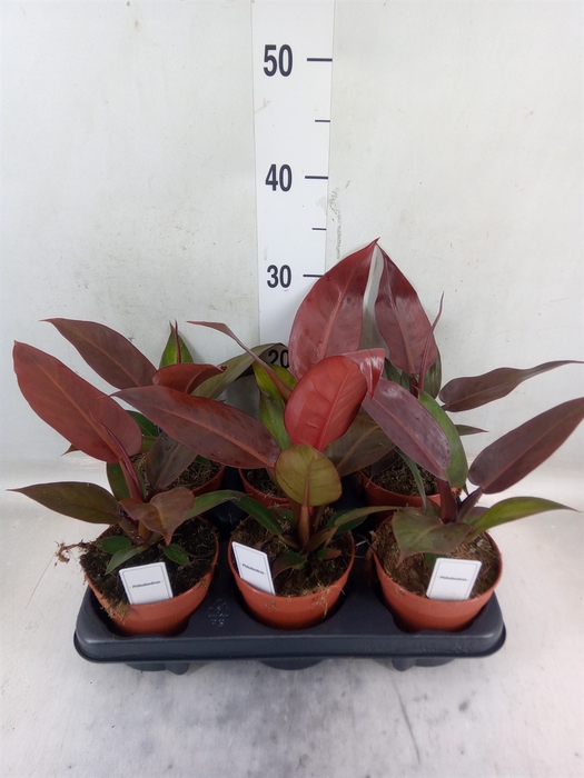 <h4>Philodendron   ...</h4>