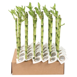 Lucky Bamboo Stem Straight 45cm in Tube & Karton Tray