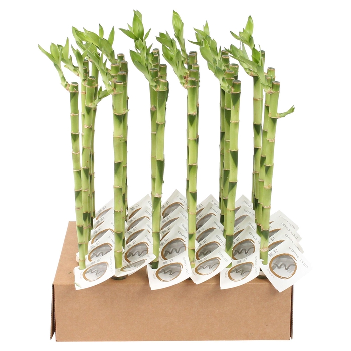 <h4>Lucky Bamboo Stem Straight 45cm in Tube & Karton Tray</h4>