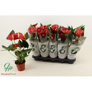 Anthurium Succes Red 12Ø 45cm 5fl