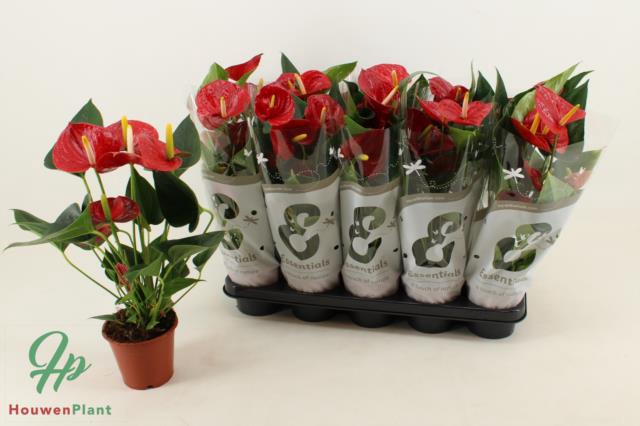 Anthurium Succes Red 12Ø 45cm 5fl
