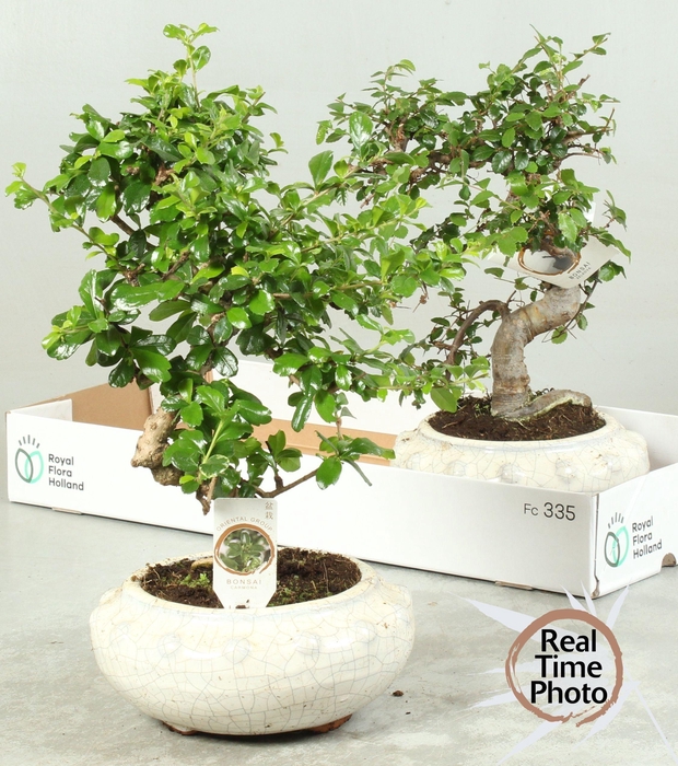 <h4>BONSAI GEM</h4>