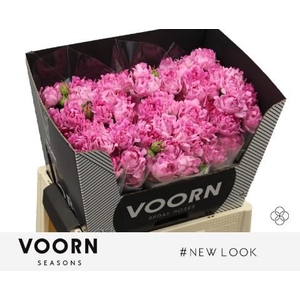 R Tr New Look Voorn Seasons