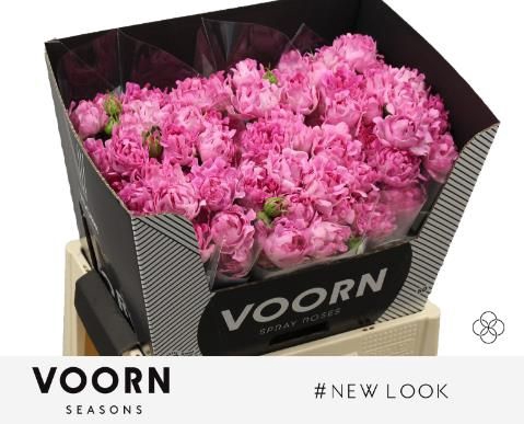 <h4>R Tr New Look Voorn Seasons</h4>