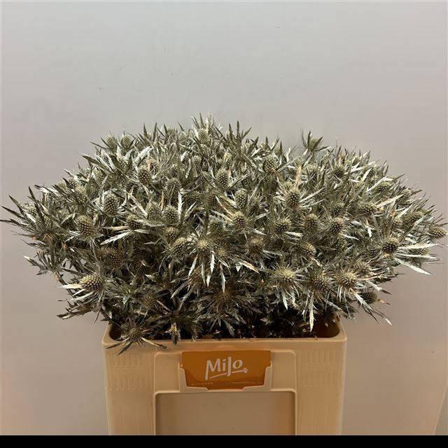 <h4>ERYN PL OV KLB H%</h4>