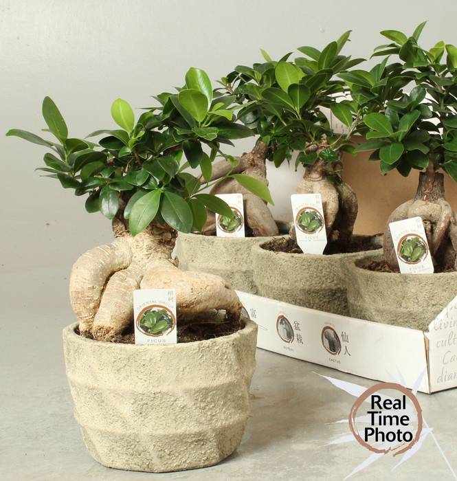<h4>FIC MI GINSENG</h4>