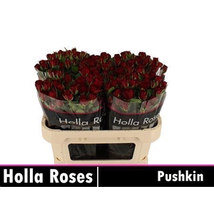 R Tr Pushkin